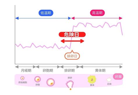 安全日と危険日っていつのこと？妊娠の確率は？排卵。